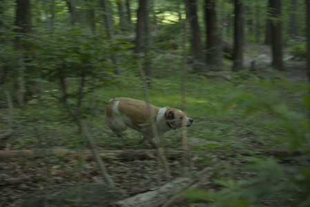 20250603_Birds of Cambridge and dog park__DSC0573_.jpg