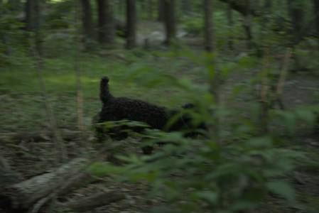 20250603_Birds of Cambridge and dog park__DSC0575_.jpg