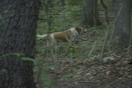 20250603_Birds of Cambridge and dog park__DSC0577_.jpg