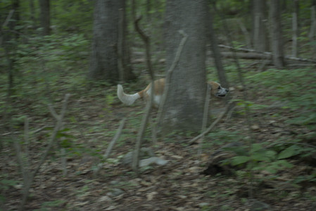 20250603_Birds of Cambridge and dog park__DSC0578_.jpg