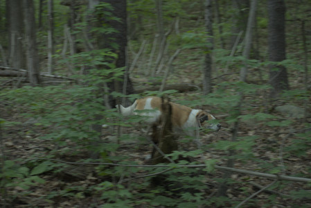 20250603_Birds of Cambridge and dog park__DSC0580_.jpg