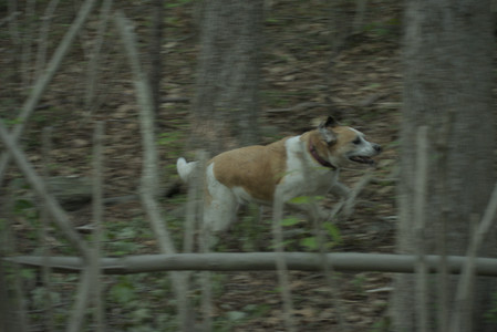 20250603_Birds of Cambridge and dog park__DSC0585_.jpg