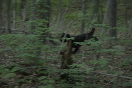 20250603_Birds of Cambridge and dog park__DSC0587_.jpg