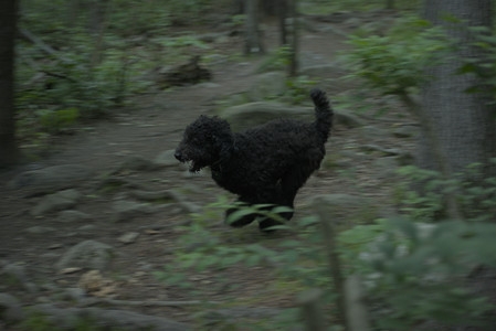 20250603_Birds of Cambridge and dog park__DSC0592_.jpg