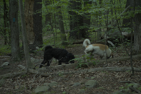 20250603_Birds of Cambridge and dog park__DSC0595_.jpg