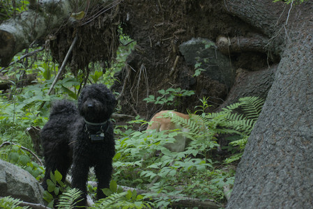 20250603_Birds of Cambridge and dog park__DSC0604_.jpg