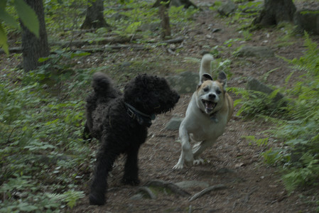 20250603_Birds of Cambridge and dog park__DSC0607_.jpg