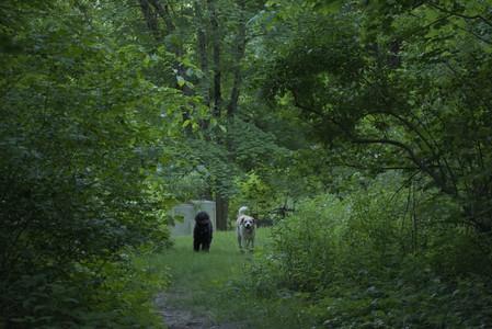 20250603_Birds of Cambridge and dog park__DSC0614_.jpg
