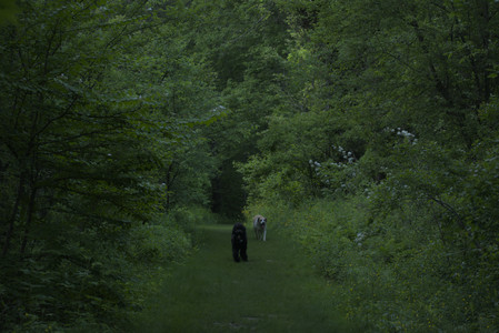 20250603_Birds of Cambridge and dog park__DSC0623_.jpg