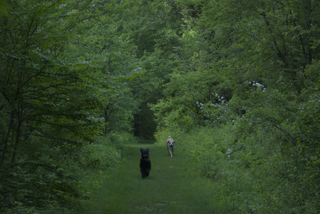 20250603_Birds of Cambridge and dog park__DSC0628_.jpg