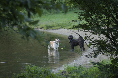 20250603_Birds of Cambridge and dog park__DSC0640_.jpg
