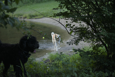 20250603_Birds of Cambridge and dog park__DSC0648_.jpg