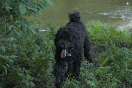 20250603_Birds of Cambridge and dog park__DSC0649_.jpg