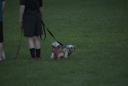 20250603_Birds of Cambridge and dog park__DSC0650_.jpg