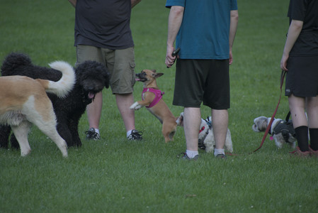 20250603_Birds of Cambridge and dog park__DSC0651_.jpg