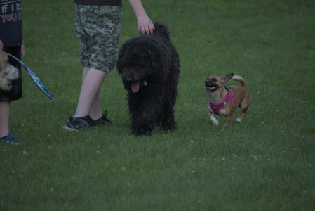 20250603_Birds of Cambridge and dog park__DSC0656_.jpg