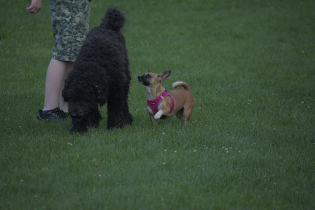 20250603_Birds of Cambridge and dog park__DSC0657_.jpg