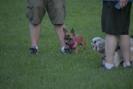 20250603_Birds of Cambridge and dog park__DSC0672_.jpg