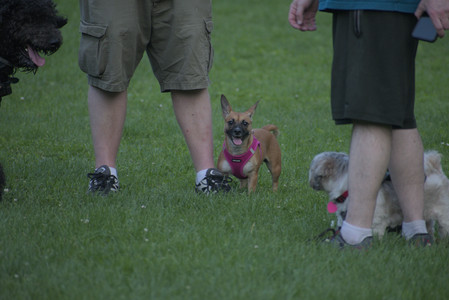 20250603_Birds of Cambridge and dog park__DSC0678_.jpg