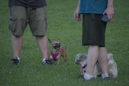 20250603_Birds of Cambridge and dog park__DSC0681_.jpg