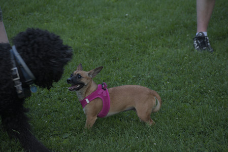 20250603_Birds of Cambridge and dog park__DSC0685_.jpg