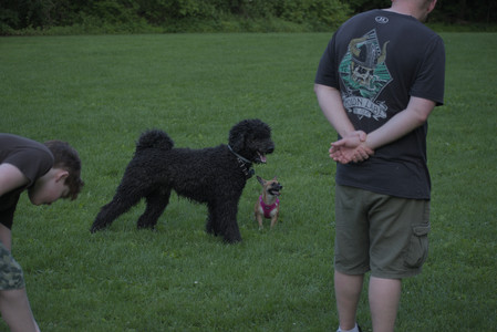 20250603_Birds of Cambridge and dog park__DSC0687_.jpg