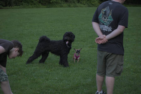 20250603_Birds of Cambridge and dog park__DSC0690_.jpg