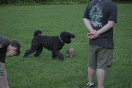 20250603_Birds of Cambridge and dog park__DSC0693_.jpg