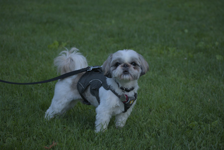 20250603_Birds of Cambridge and dog park__DSC0696_.jpg