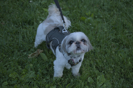 20250603_Birds of Cambridge and dog park__DSC0698_.jpg