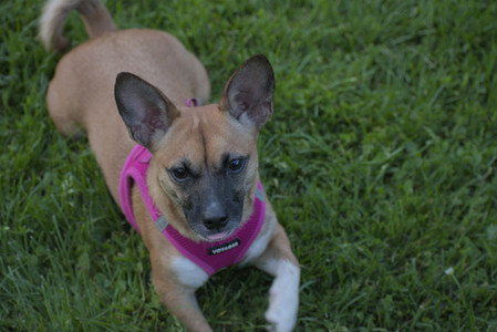 20250603_Birds of Cambridge and dog park__DSC0700_.jpg