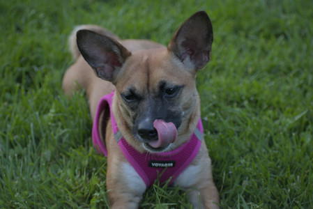 20250603_Birds of Cambridge and dog park__DSC0701_.jpg