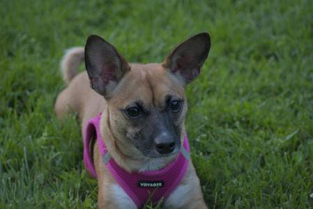 20250603_Birds of Cambridge and dog park__DSC0705_.jpg