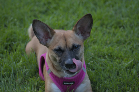 20250603_Birds of Cambridge and dog park__DSC0708_.jpg