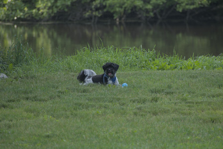 20250604_Cats and dog park and flowers__DSC0040_.jpg