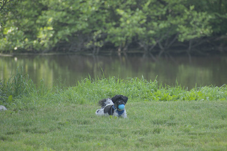 20250604_Cats and dog park and flowers__DSC0045_.jpg