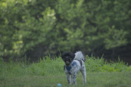 20250604_Cats and dog park and flowers__DSC0047_.jpg