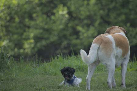 20250604_Cats and dog park and flowers__DSC0049_.jpg