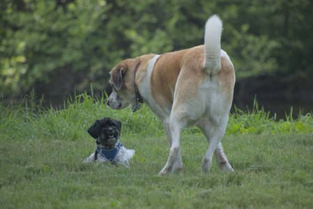 20250604_Cats and dog park and flowers__DSC0056_.jpg