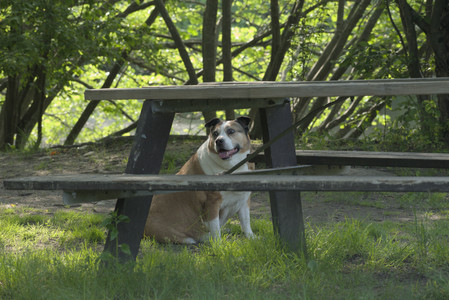 20250604_Cats and dog park and flowers__DSC0060_.jpg