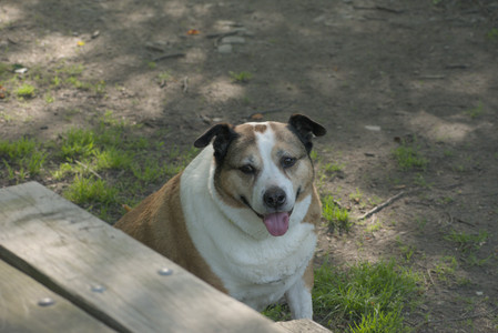 20250604_Cats and dog park and flowers__DSC0065_.jpg