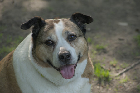 20250604_Cats and dog park and flowers__DSC0067_.jpg