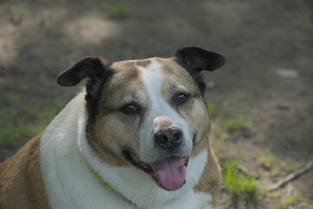 20250604_Cats and dog park and flowers__DSC0073_.jpg