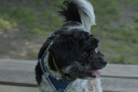 20250604_Cats and dog park and flowers__DSC0074_.jpg