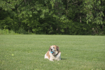 20250604_Cats and dog park and flowers__DSC0075_.jpg