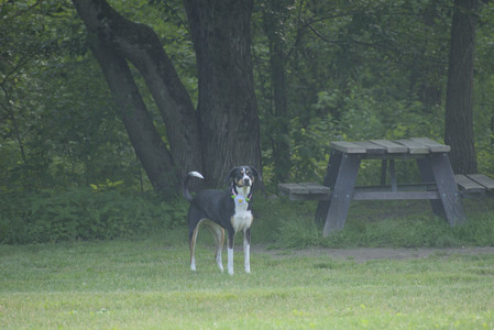 20250604_Cats and dog park and flowers__DSC0081_.jpg