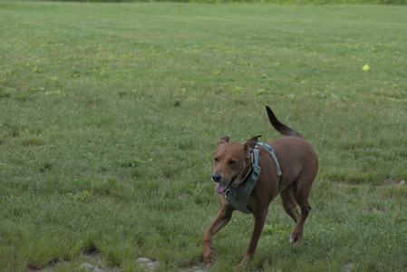 20250604_Cats and dog park and flowers__DSC0092_.jpg