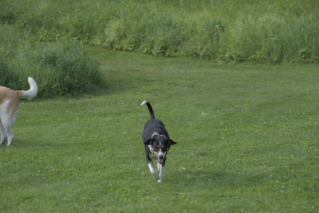 20250604_Cats and dog park and flowers__DSC0097_.jpg