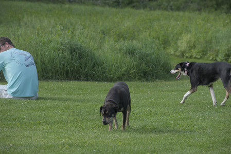 20250604_Cats and dog park and flowers__DSC0106_.jpg