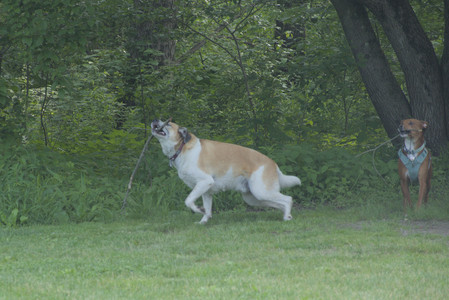 20250604_Cats and dog park and flowers__DSC0115_.jpg